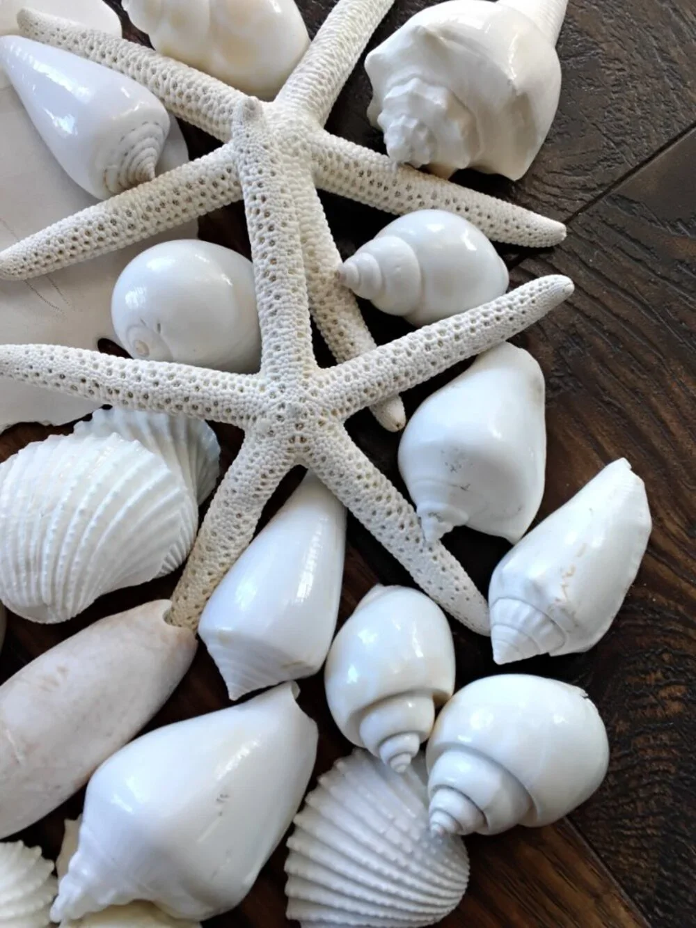 Lot of 38 Assorted Seashells of Various Specimens & Sizes. Beach Coastal Decor